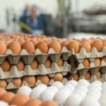 Əsl və saxta yumurtalar bir-birindən necə fərqlənir? – VİDEO