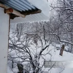 Naxçıvanda qar örtüyünün hündürlüyü YARIM METRİ KEÇDİ – FOTO