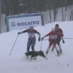 Rusiyada marafon zamanı peyda olan it yarışçılara çətin anlar yaşatdı – VİDEO