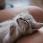 Ev heyvanlarından insana keçən xəstəliklər – Həkim AÇIQLADI